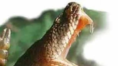 ¿Qué ocurre si una serpiente venenosa se muerde a sí misma?
