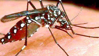 Autoridades regionales de salud confirman dos fallecimientos por dengue en Lara