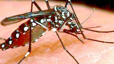 Autoridades regionales de salud confirman dos fallecimientos por dengue en Lara
