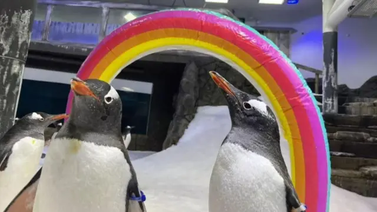 Fallece Sphen el famoso pingüino LGTBIQ+ en Australia