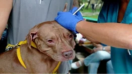 Puntos de jornadas veterinarias este fin de semana en Miranda