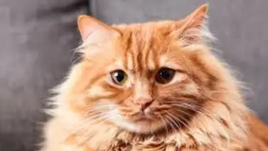 Pakistán "contrata" gatos para luchar contra las ratas del parlamento (+Detalles) Pakistán "contrata" gatos para luchar contra las ratas del parlamento (+Detalles)