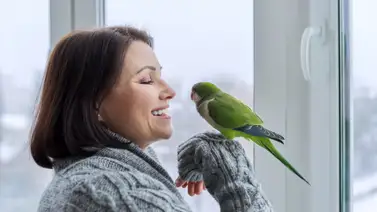 3 frases que le puedes enseñar a tu loro ¡Conoce cómo hacerlo! 3 frases que le puedes enseñar a tu loro ¡Conoce cómo hacerlo!