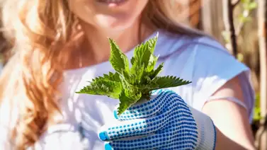 Esta planta ayuda a combatir los dolores musculares y además limpia los riñones Esta planta ayuda a combatir los dolores musculares y además limpia los riñones