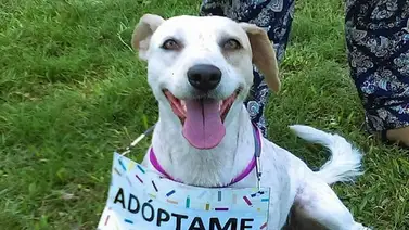 Soluciones para acabar con el abandono animal Soluciones para acabar con el abandono animal