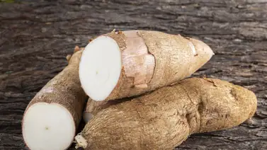 La yuca, un tubérculo que previene problemas gastrointestinales y la osteoporosis La yuca, un tubérculo que previene problemas gastrointestinales y la osteoporosis