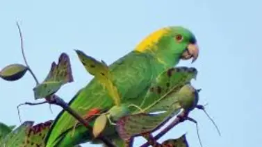 Loro de nuca amarilla | ¿Sabes qué lo hace tan especial? Loro de nuca amarilla | ¿Sabes qué lo hace tan especial?