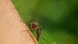 EEUU identifica 21 casos de fiebre de Oropouche en viajeros