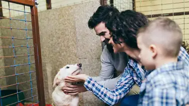 ¿Qué debes revisar en un perro antes de adoptarlo? ¿Qué debes revisar en un perro antes de adoptarlo?