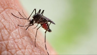 Esto te puede pasar si te pica un mosquito