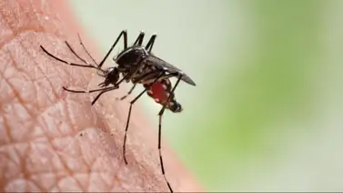 Esto te puede pasar si te pica un mosquito Esto te puede pasar si te pica un mosquito