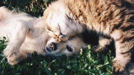 Nueva jornada de atención veterinaria en La Candelaria (+Fecha)