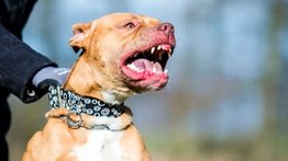 Adulta mayor muere tras ser atacada por tres perros en Mérida: investigan la responsabilidad del dueño