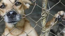 Fiscalía sancionará el maltrato animal con penas de cárcel de hasta seis años: incluye multas