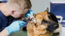 Misión Nevado: conoce la agenda de atención veterinaria del 5 al 9 de agosto