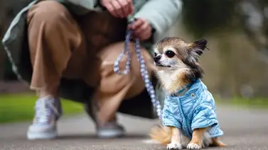 ¿Quieres adoptar una mascota? Estos tres perros buscan un nuevo hogar en Nueva York ¿Quieres adoptar una mascota? Estos tres perros buscan un nuevo hogar en Nueva York