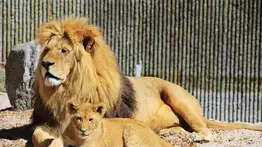 Para alimentar a sus depredadores: zoológico pide donación de mascotas no deseadas o animales pequeños