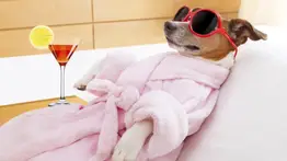 Adiós a la culpa: hoteles y guardería para perro son la opción para tu amigo peludo