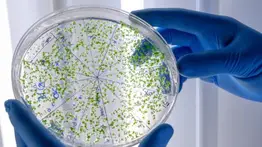 ¡Atención, Nueva York! En estos hospitales atienden a los contagiados de la enfermedad del legionario: ¿Cómo reconocer los síntomas?