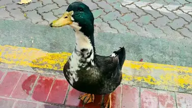 Pato es demandado por agredir a otras mascotas en Argentina: juntan firmas para evitar que sea expulsado de su vecindario Pato es demandado por agredir a otras mascotas en Argentina: juntan firmas para evitar que sea expulsado de su vecindario