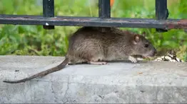 ratas nueva york