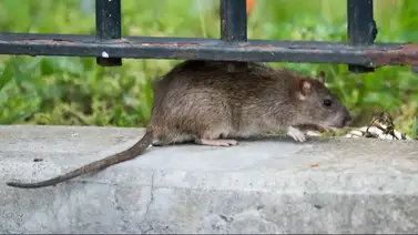 ratas nueva york ratas nueva york