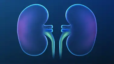 ¡Que tus riñones no parezcan una cantera! Evita la formación de piedras en este órgano vital: cuidado con estos suplementos vitamínicos ¡Que tus riñones no parezcan una cantera! Evita la formación de piedras en este órgano vital: cuidado con estos suplementos vitamínicos