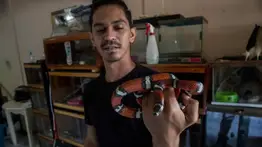 2001online - Caracas- mascotas