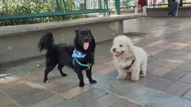 Misión Nevado realizará jornada de atención a mascotas este 9 de agosto: será en Parque Los Caobos Misión Nevado realizará jornada de atención a mascotas este 9 de agosto: será en Parque Los Caobos