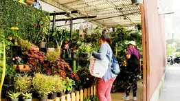 2001online - Caracas- plantas