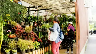 2001online - Caracas- plantas 2001online - Caracas- plantas