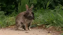 ¡Alarma en Colorado! Aterrador virus deforma a los conejos: aparecen estas extrañas formas en sus caras