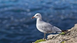 ¡Desde Malibú hasta Redondo Beach! Gaviotas aparecen muertas en la via por misteriosa enfermedad en California