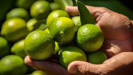 Este es el truco milagroso para que los limones estén frescos en tu cocina por meses: el secreto es cómo y dónde almacenarlos