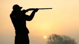 oso negro caza cazar florida animal