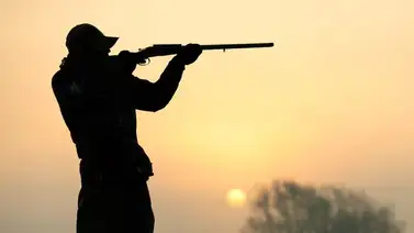 oso negro caza cazar florida animal oso negro caza cazar florida animal