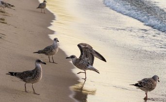 gaviotas occidentales california estados unidos