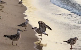 gaviotas occidentales california estados unidos