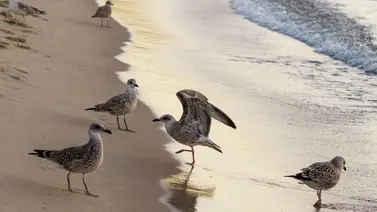 gaviotas occidentales california estados unidos gaviotas occidentales california estados unidos
