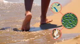 Amenaza en las playas de este estado en EE.UU: la bacteria "come carne" aterra a sus habitantes y turistas