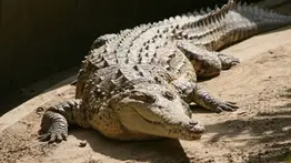 José Faoro y su caimana: la historia de una insólita amistad nacida en los llanos de Apure