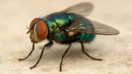 La inversión multimillonaria que nadie vio venir: ¿por qué EE. UU. gasta tanto en una fábrica de moscas?