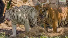 Fuertes imagenes: tigresa de Bengala desata caos en zoológico y visitantes quedan paralizados ante escena inesperada