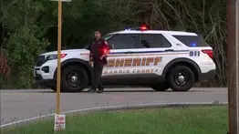 ¡Peligro inesperado! Estos enormes animales se apoderan de las calles de Texas: cómo actuar si ve uno