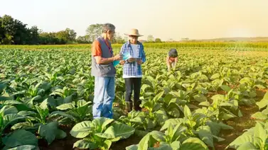 Trabajo en Michigan para migrantes: así puedes aplicar a la oferta de Bartley Farms con visa H-2A Trabajo en Michigan para migrantes: así puedes aplicar a la oferta de Bartley Farms con visa H-2A