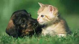 Jornada de atención veterinaria gratuita en Caracas este 24 de agosto: ubicación y servicios disponibles
