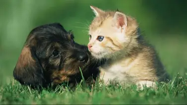 Jornada de atención veterinaria gratuita en Caracas este 24 de agosto: ubicación y servicios disponibles Jornada de atención veterinaria gratuita en Caracas este 24 de agosto: ubicación y servicios disponibles