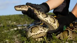 pitones birmanas florida