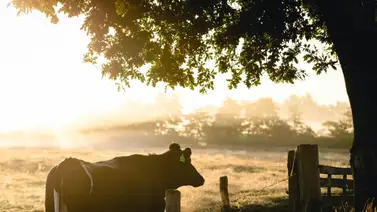 accidente-gas-lechería accidente-gas-lechería