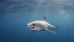 ¡En video! Pescadores capturan este tiburón de gran tamaño cerca de la orilla en las costas de Puerto Cumarebo